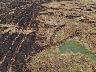 Restored peatland helped slow wildfires
