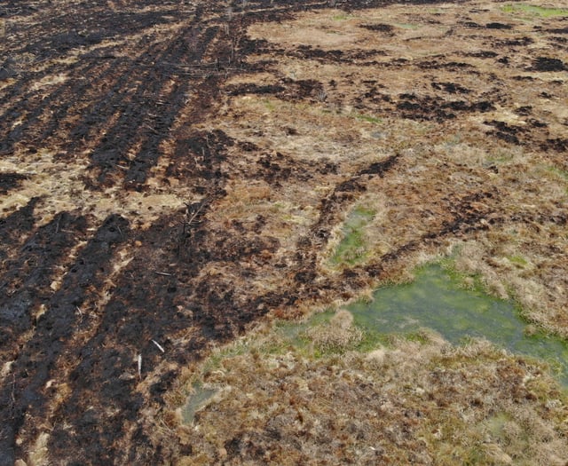 Restored peatland helped slow wildfires