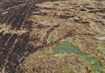 Restored peatland helped slow wildfires