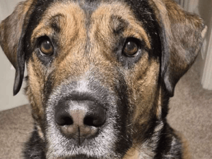 Rhydlewis dog abandoned outside and saved from kill list needs home
