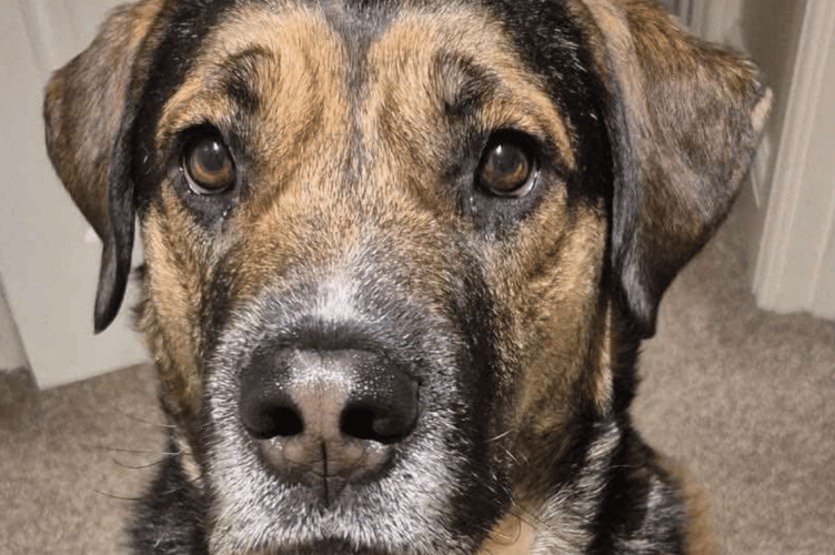 Tango was left tied up outside a vets and was then saved from the local authority kill list
