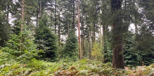 Bangor University study UK's wood reliance