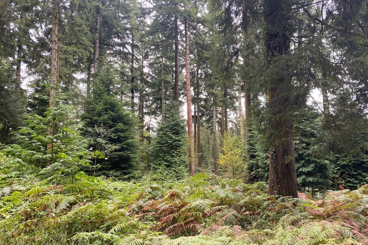 Harvesting sustainably grown wood from Welsh conifer forest. Photo: Chris Jones, Woodknowledge Wales
