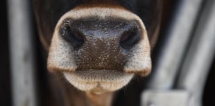 Council asked to erect plaque for cows who died at former factory