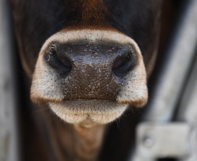 Council asked to erect plaque for cows who died at former factory