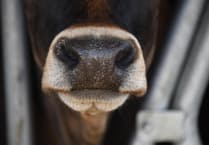 Council asked to erect plaque for cows who died at former factory