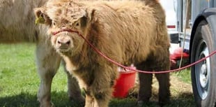 Something for everyone at popular Nefyn Show