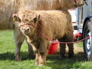 Something for everyone at popular Nefyn Show
