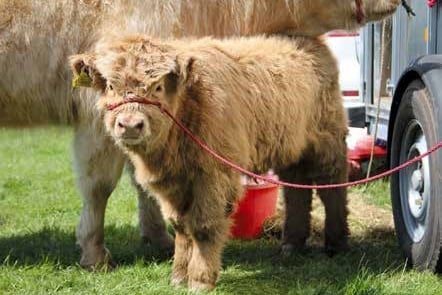 nefyn show