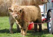 Something for everyone at popular Nefyn Show