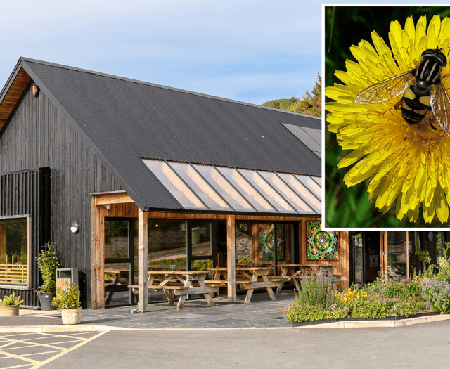Cletwr hosts Pollinator Festival
