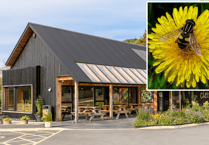 Join Cletwr's Pollinator Festival