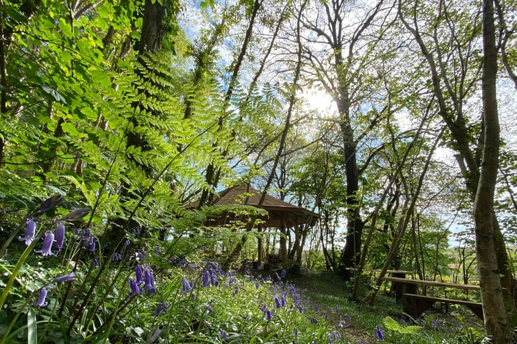 One of the Woodland Wellbeing Hubs for outdoor health - in Taliesin