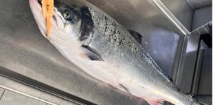 Facebook post about fish for sale leads to court appearance