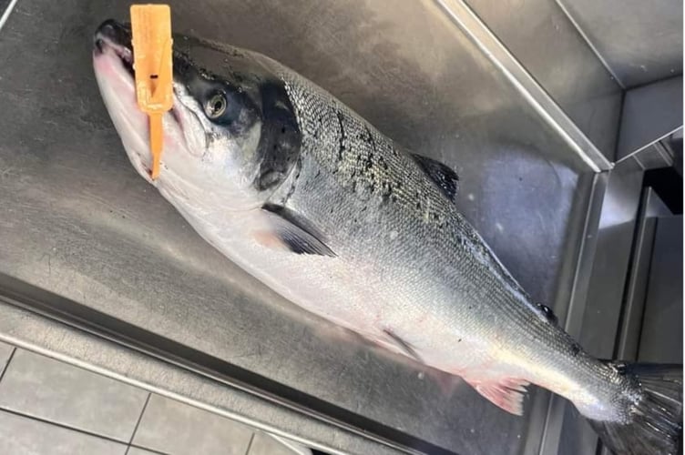 Salmon