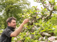 Llanerchaeron gardener helps compile national register of Welsh apples