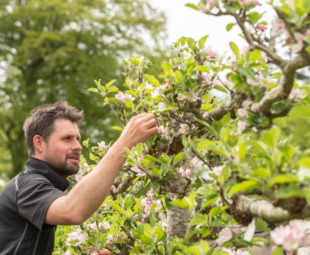 Llanerchaeron gardener helps compile national register of Welsh apples