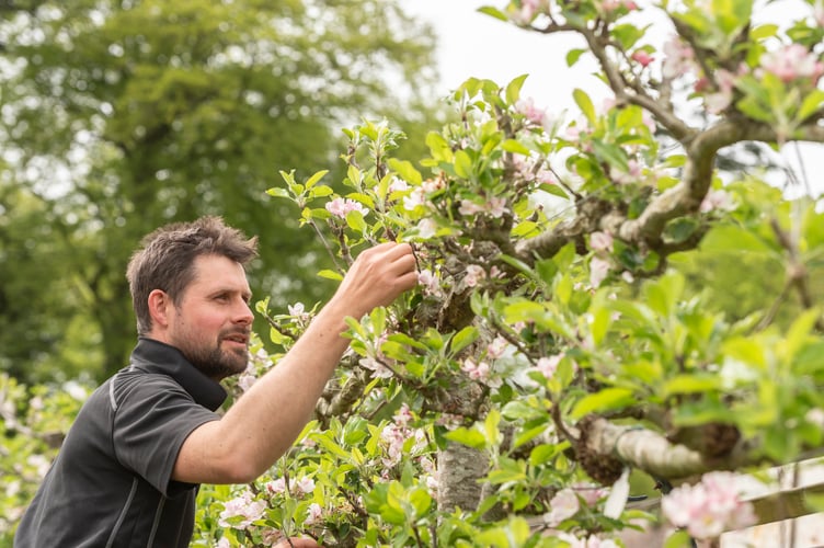 Head Gardener in the Walled Garden at Llanerchaeron, Ceredigion