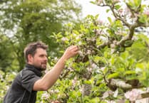Llanerchaeron gardener helps compile national register of Welsh apples