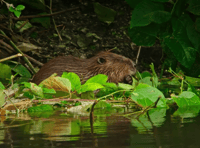 "Phenomenal": Rare wild beaver caught on camera in Dyfi Valley