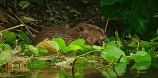 "Phenomenal": Rare wild beaver caught on camera in Dyfi Valley