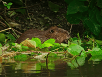 "Phenomenal": Rare wild beaver caught on camera in Dyfi Valley