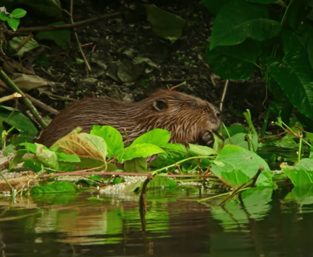 "Phenomenal": Rare wild beaver caught on camera in Dyfi Valley