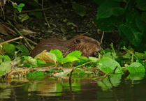 "Phenomenal": Rare wild beaver caught on camera in Dyfi Valley