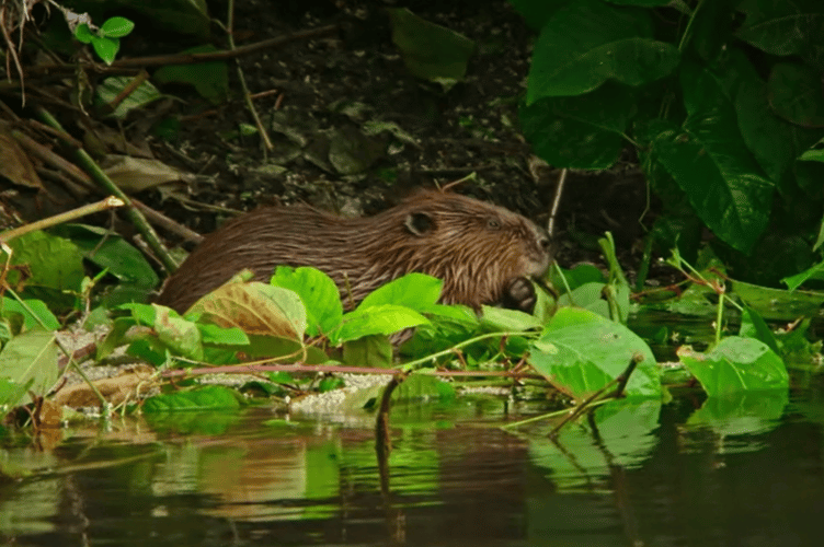 A wild beaver captured on camera for the first time in the Dyfi Valley