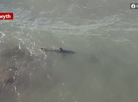Beachgoers told not to approach shark after two spottings