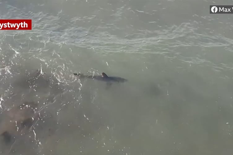 Shark