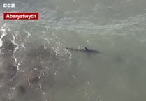 Beachgoers told not to approach shark after two spottings