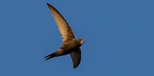 Citizen scientists test link between water quality and swift survival