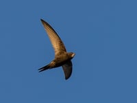 Citizen scientists test link between water quality and swift survival