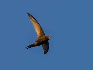 Citizen scientists test link between water quality and swift survival
