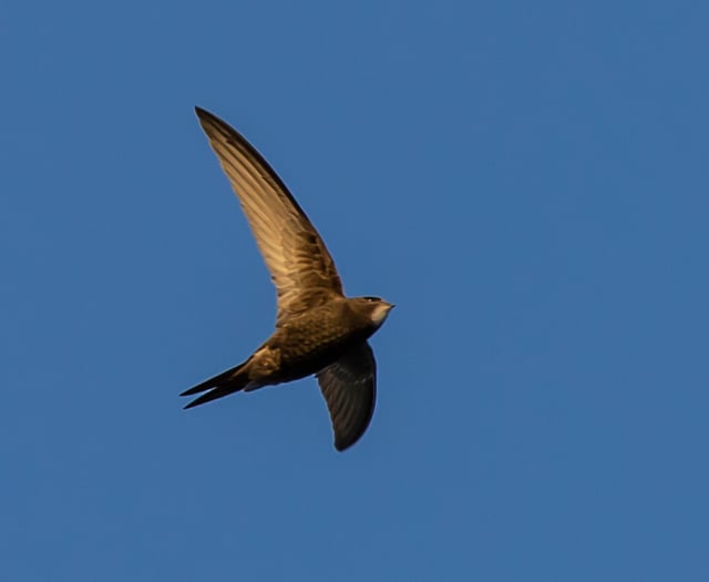 Citizen scientists test link between water quality and swift survival