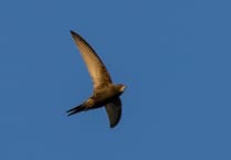 Dyfi Valley citizen scientists to test link between water quality and swift survival