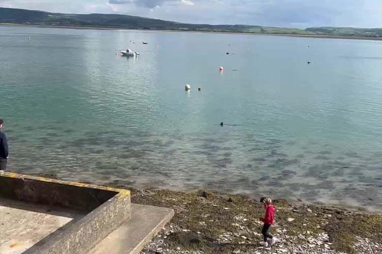 Video grab as a man was stunned after spotting a massive shark just meters from the UK coast.Owen Davies managed to take footage of what is thought to be a 2m porbeagle off Aberdovey in Wales on Sunday afternoon. Photo released May 7 2025.The footage shows the animal swimming in circles with the dorsal fin breaching the water surface.Mr Davies, 67, said he was on his way home after a few days in the area and noticed a crowd of people with their phone cameras out.