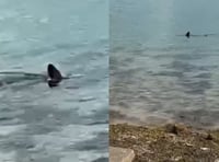 More footage of shark near the west Wales coast