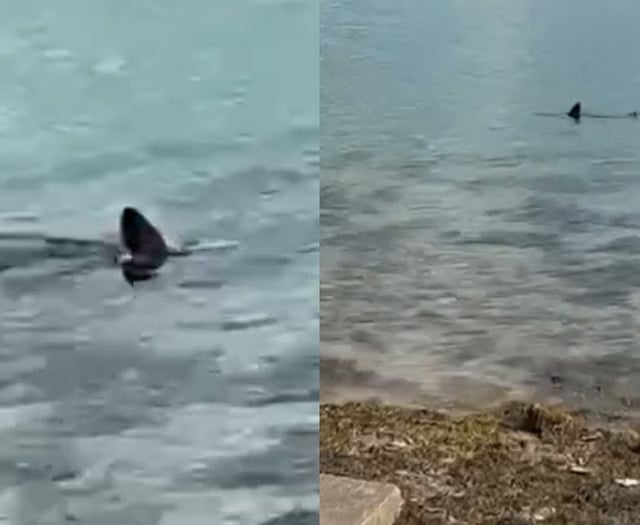 More footage of shark near the west Wales coast