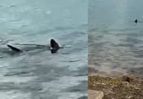 More footage of shark near the west Wales coast