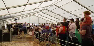 Thousands visit Glynllifon marquee at Caernarfon Food Festival