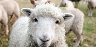 Man charged on suspicion of livestock theft