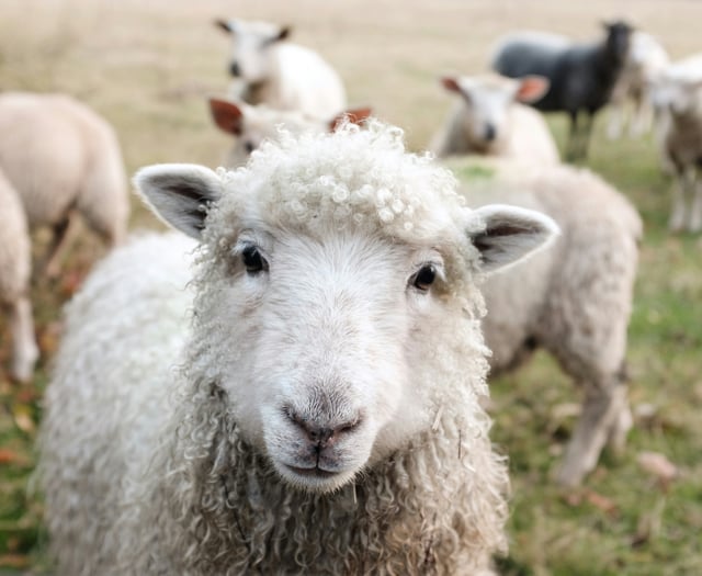 Man charged on suspicion of livestock theft