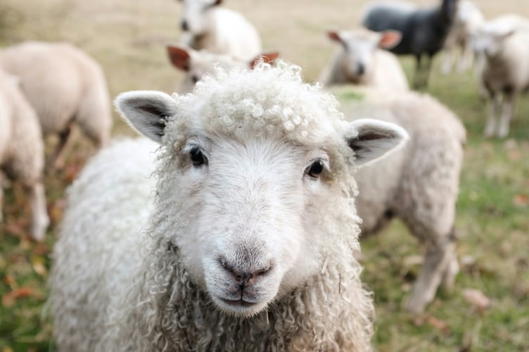 Stray sheep are damaging gardens and fouling on children’s play areas in Blaenavon