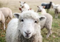 Man charged on suspicion of livestock theft