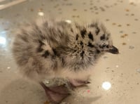 Calls to donate dog food in bid to save baby seagulls in Aberystwyth