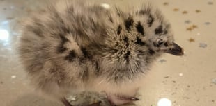 Calls to donate dog food in bid to save baby seagulls in Aberystwyth