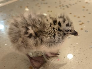 Calls to donate dog food in bid to save baby seagulls in Aberystwyth