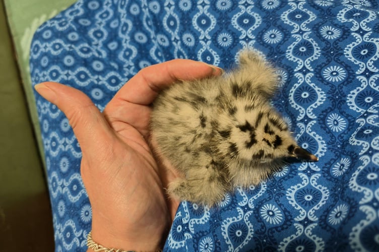 A herring gull chick under Helen's care
